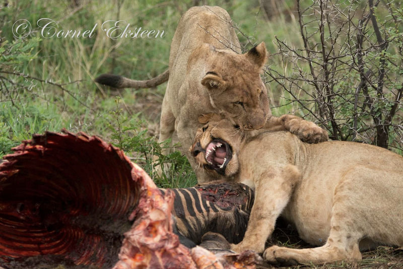 Impodimo Game Lodge Madikwe Game Reserve Luaran gambar