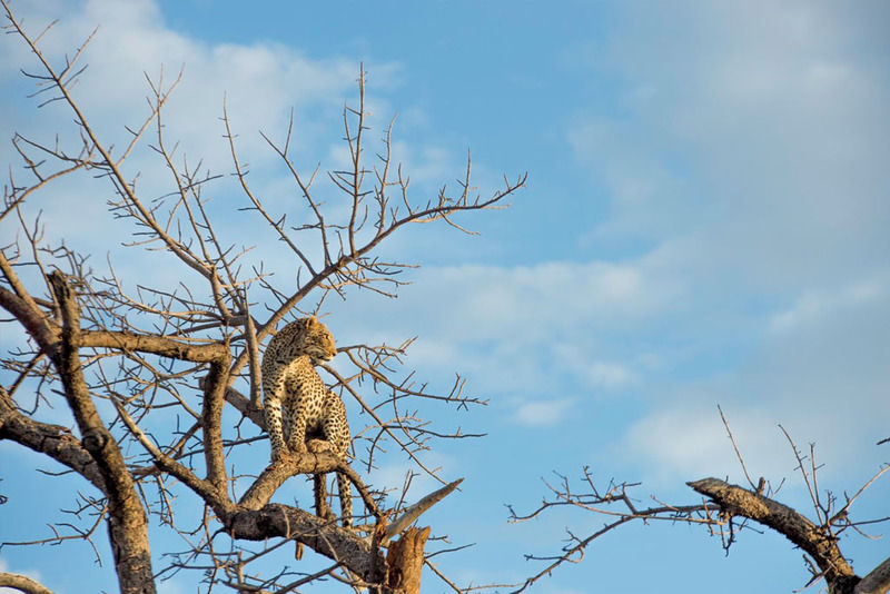 Impodimo Game Lodge Madikwe Game Reserve Luaran gambar