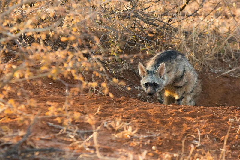 Impodimo Game Lodge Madikwe Game Reserve Luaran gambar