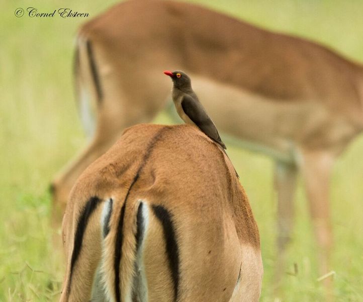 Impodimo Game Lodge Madikwe Game Reserve Luaran gambar